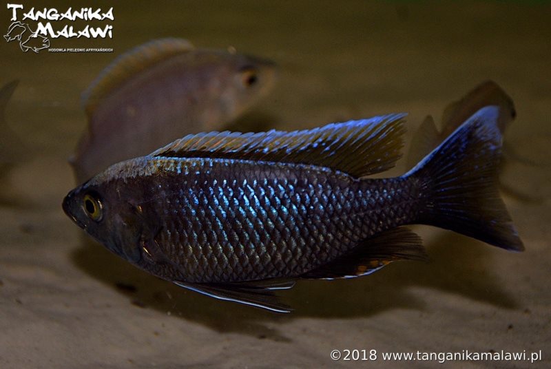 Copadichromis sp. 'virginalis kajose'